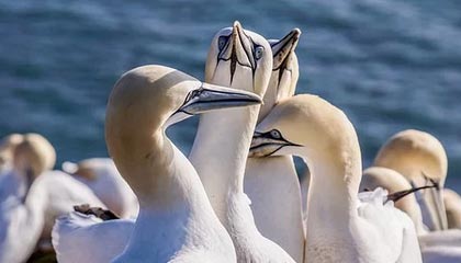 mksports体育🎮尽力了！LVG1-2不敌Legacy 追平CNCS历史最好战绩 谢幕奥斯汀