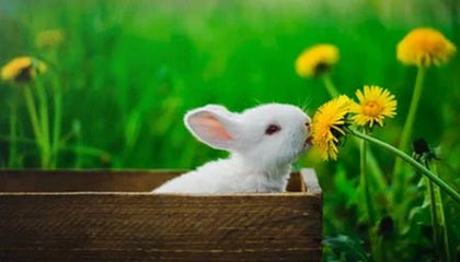 mksports体育🎮尽力了！LVG1-2不敌Legacy 追平CNCS历史最好战绩 谢幕奥斯汀